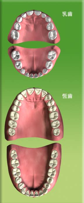 牙齒總數|親子口腔護理樂園